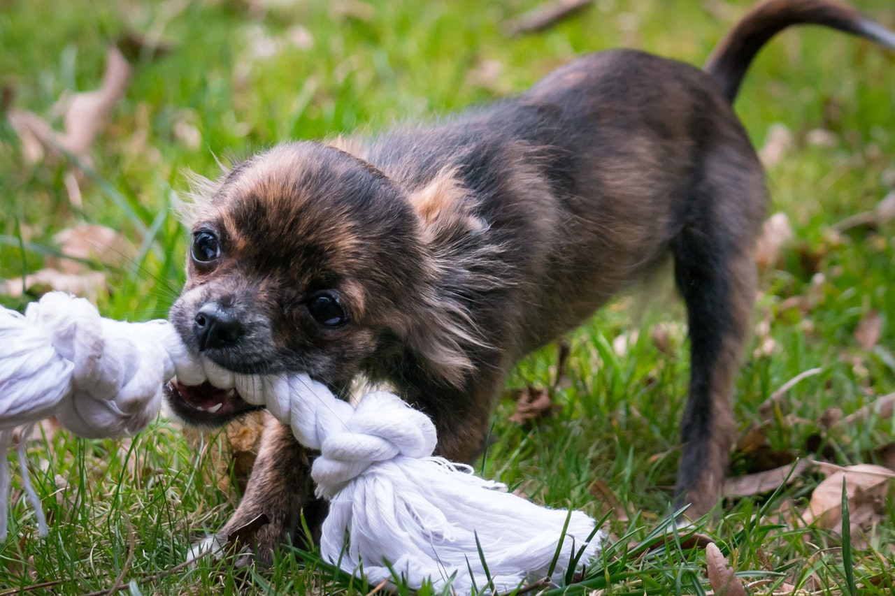 how-to-stop-puppy-biting