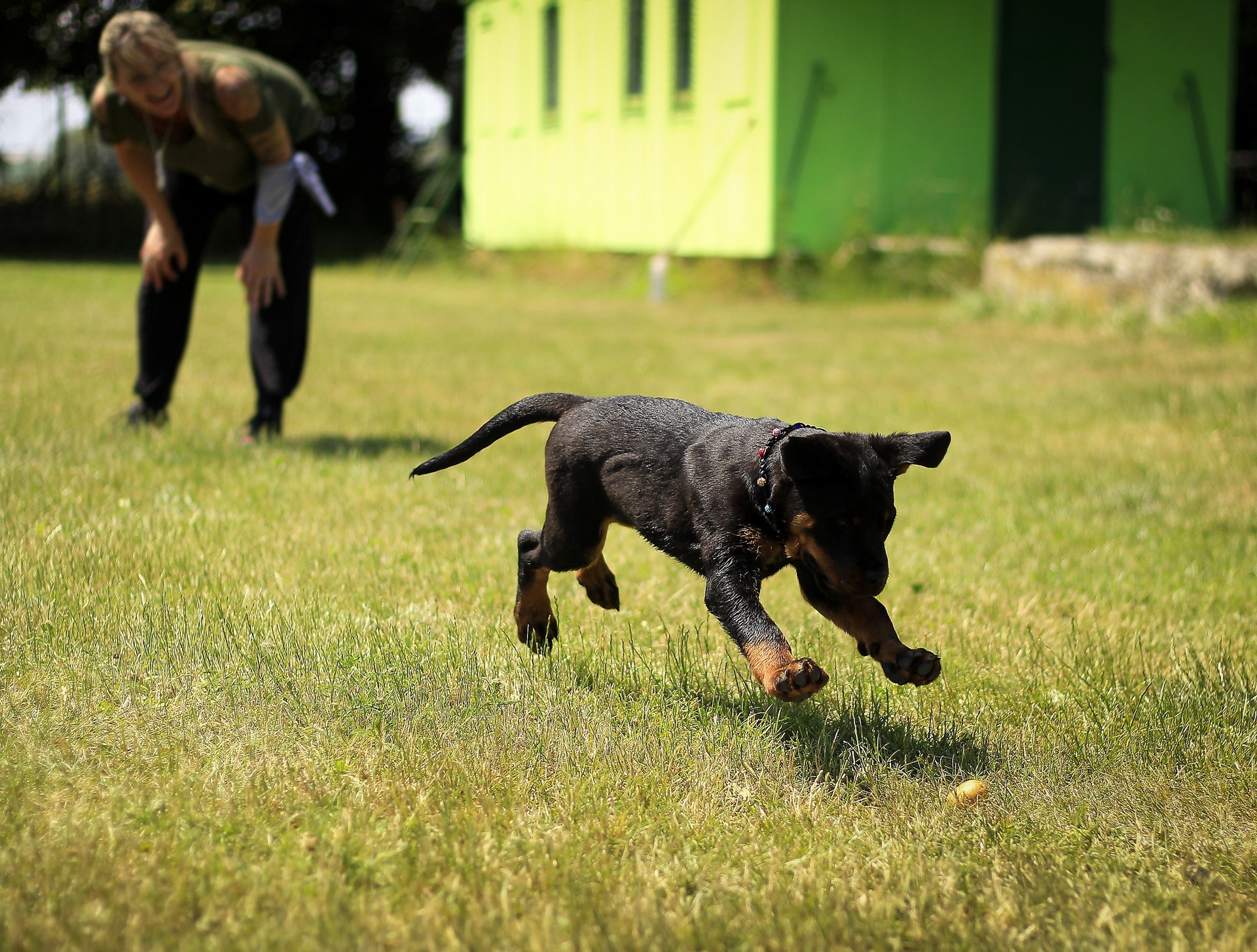 mental-stimulation-for-dogs