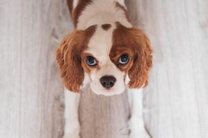 10-calm-dog-breeds-cavalier.jpg