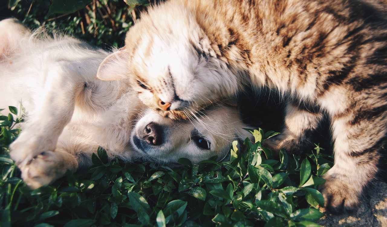 can-dogs-and-cats-get-along