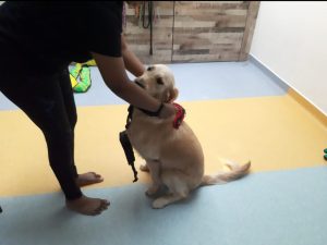 how-to-put-on-a-dog-harness-00B