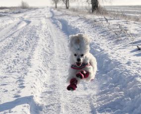 should-dogs-wear-shoes