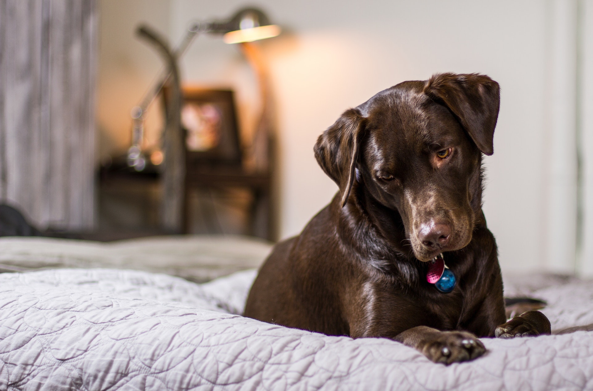 washable-dog-beds