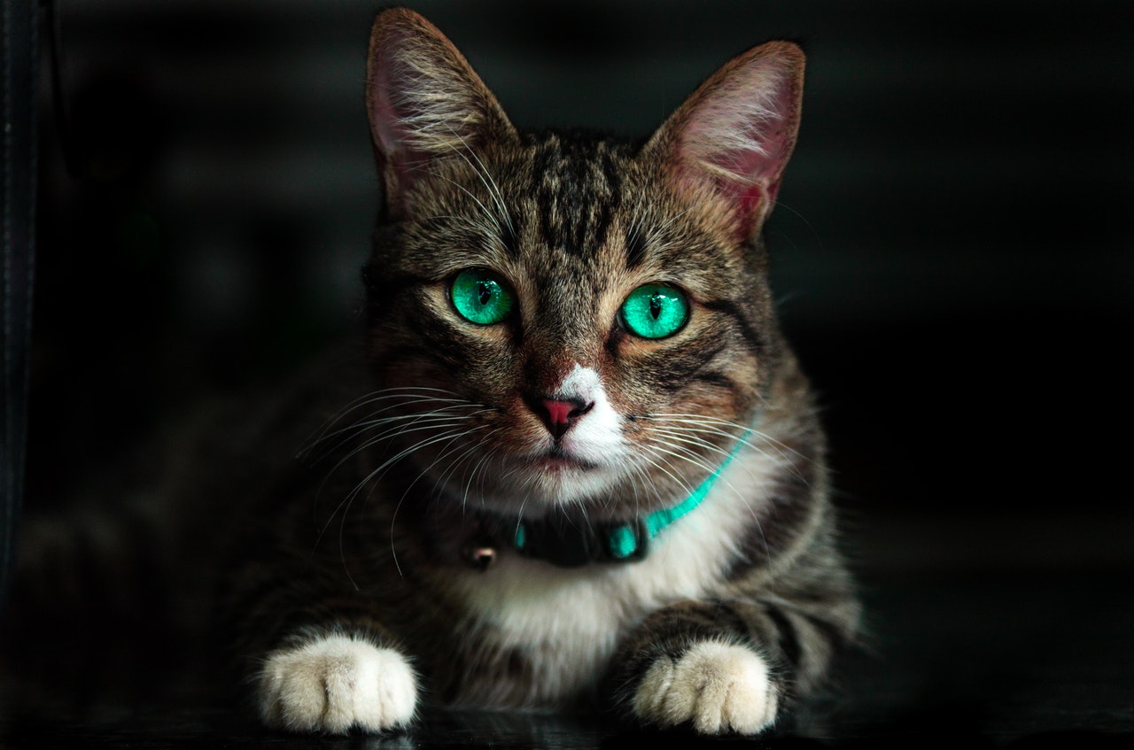 why-do-cats-purr