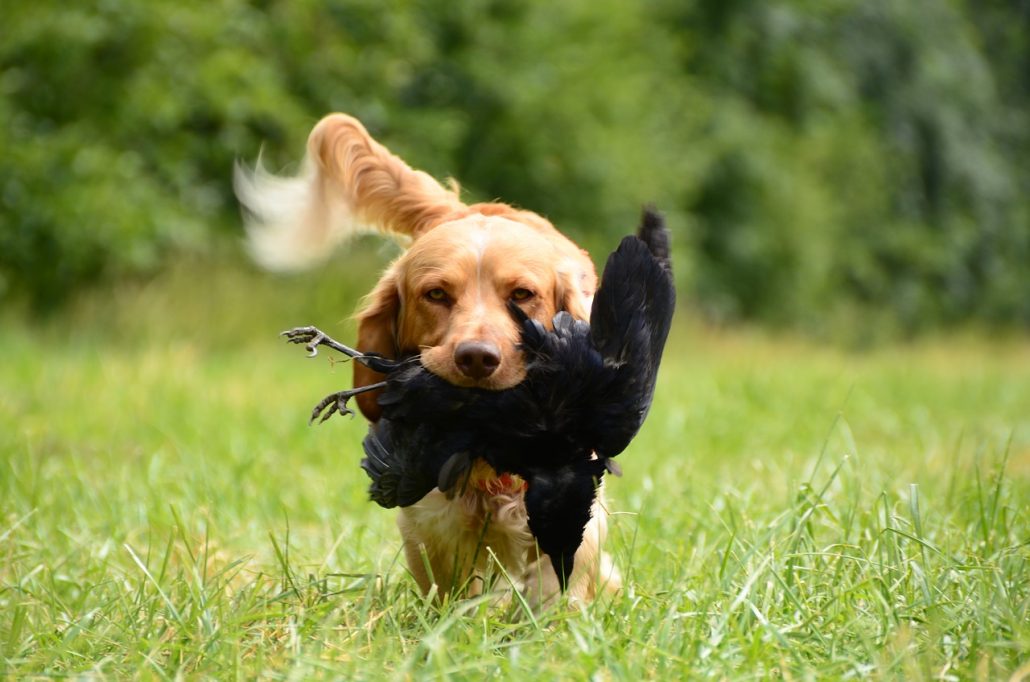 100 Female Hunting Dog Names Giggle Pets
