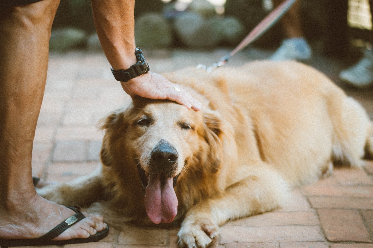 why do dogs like to lick your feet