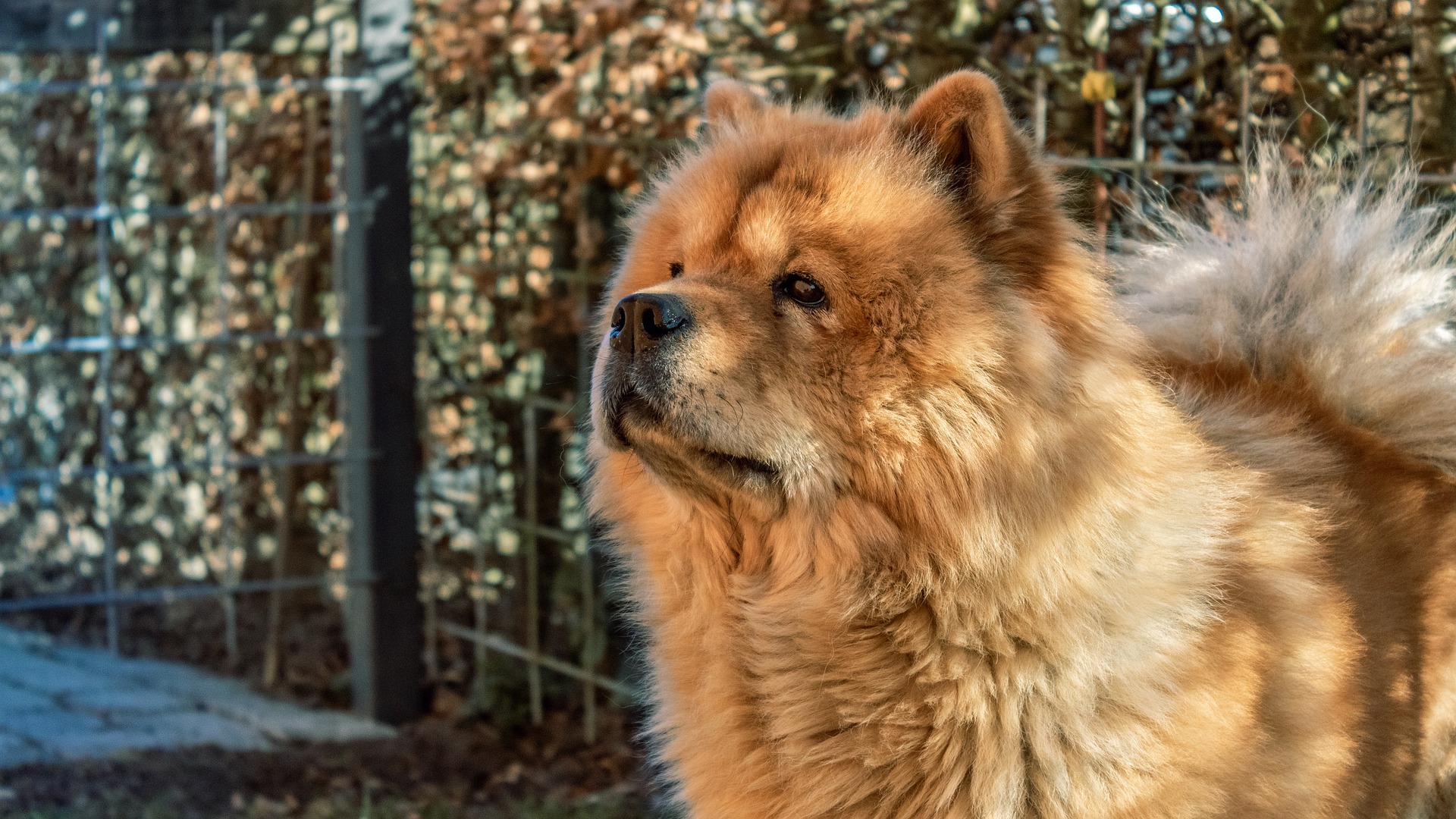 dogs-with-curly-tails