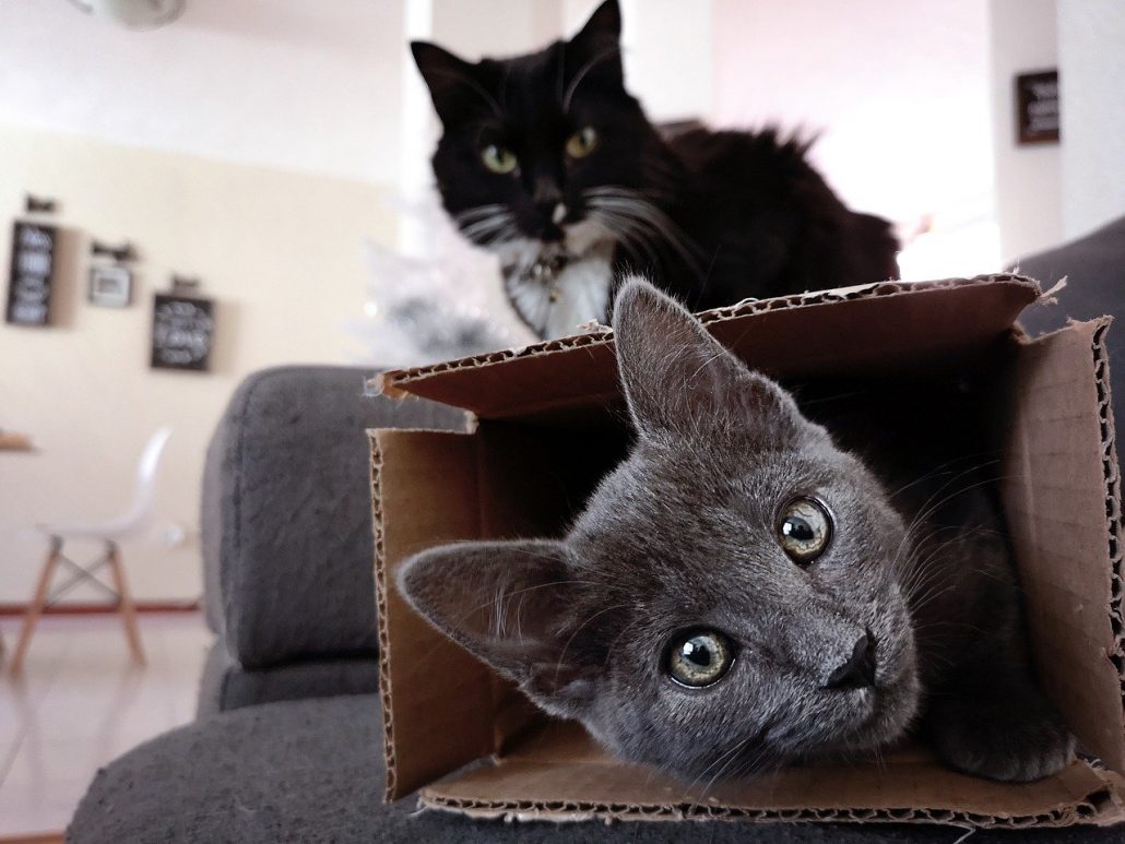 Why Do Cats Sit In Boxes? Giggle Pets