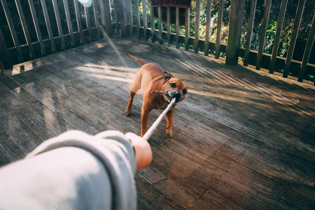 How To Train A Puppy NOT To Bite Giggle Pets