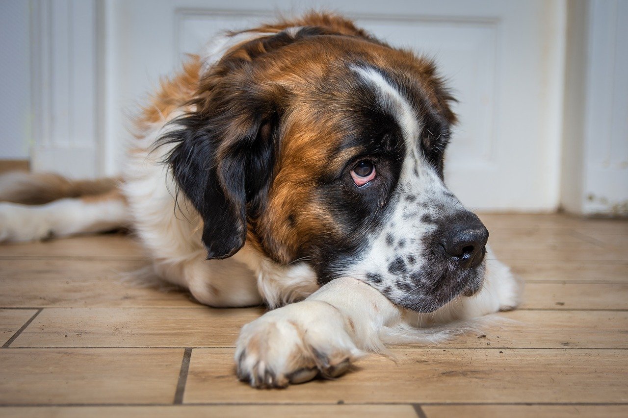 what are the laziest dog breeds