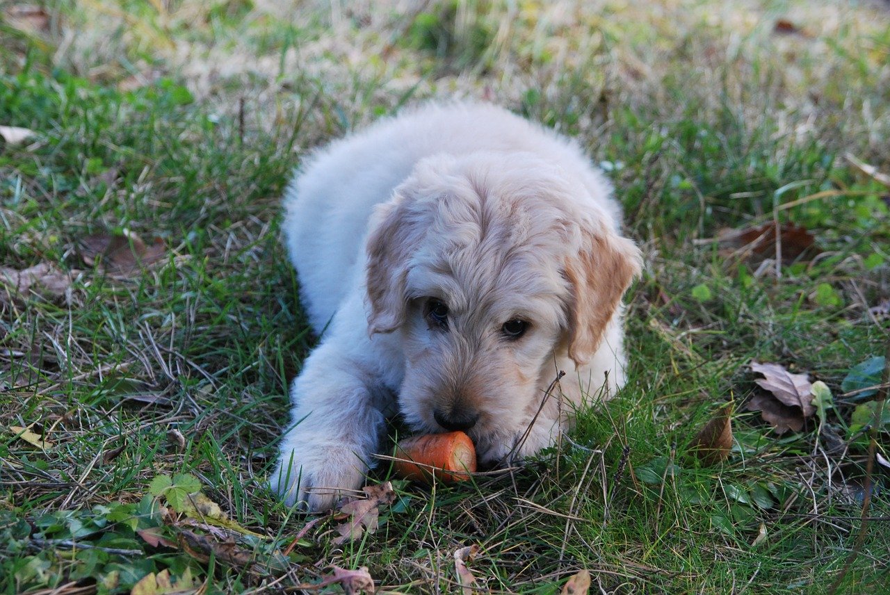 can carrots cause loose stools in dogs