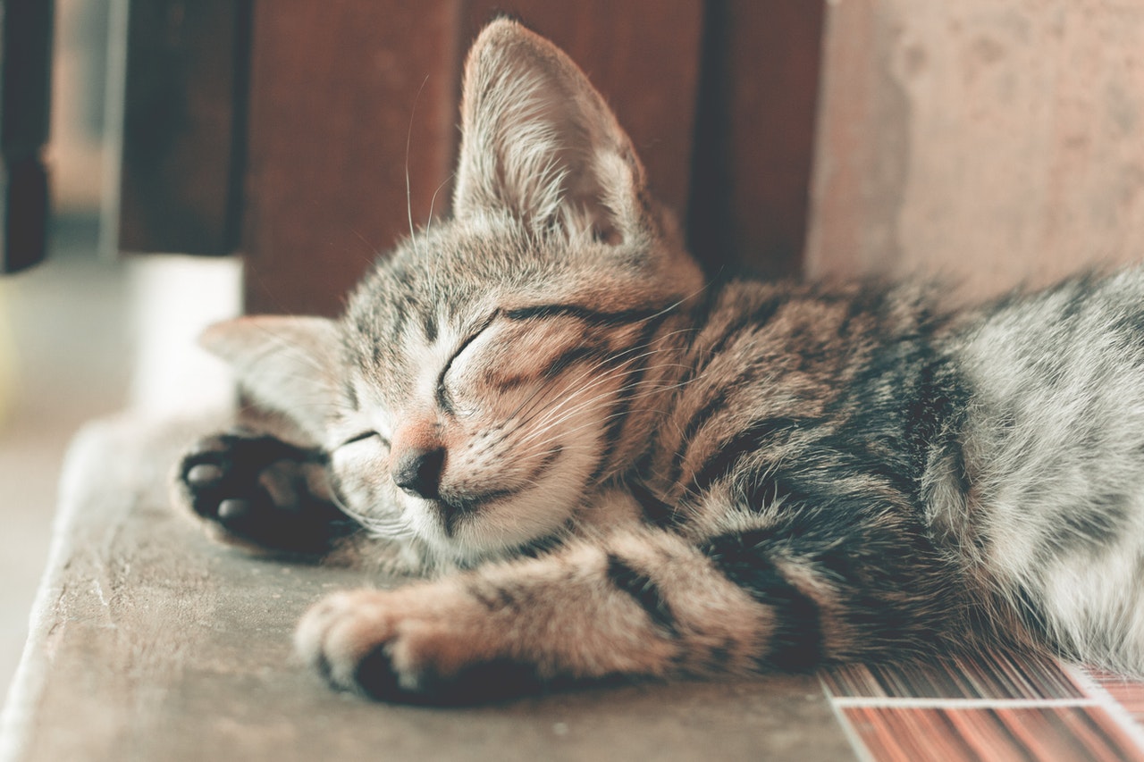 why-do-cats-sleep-so-much