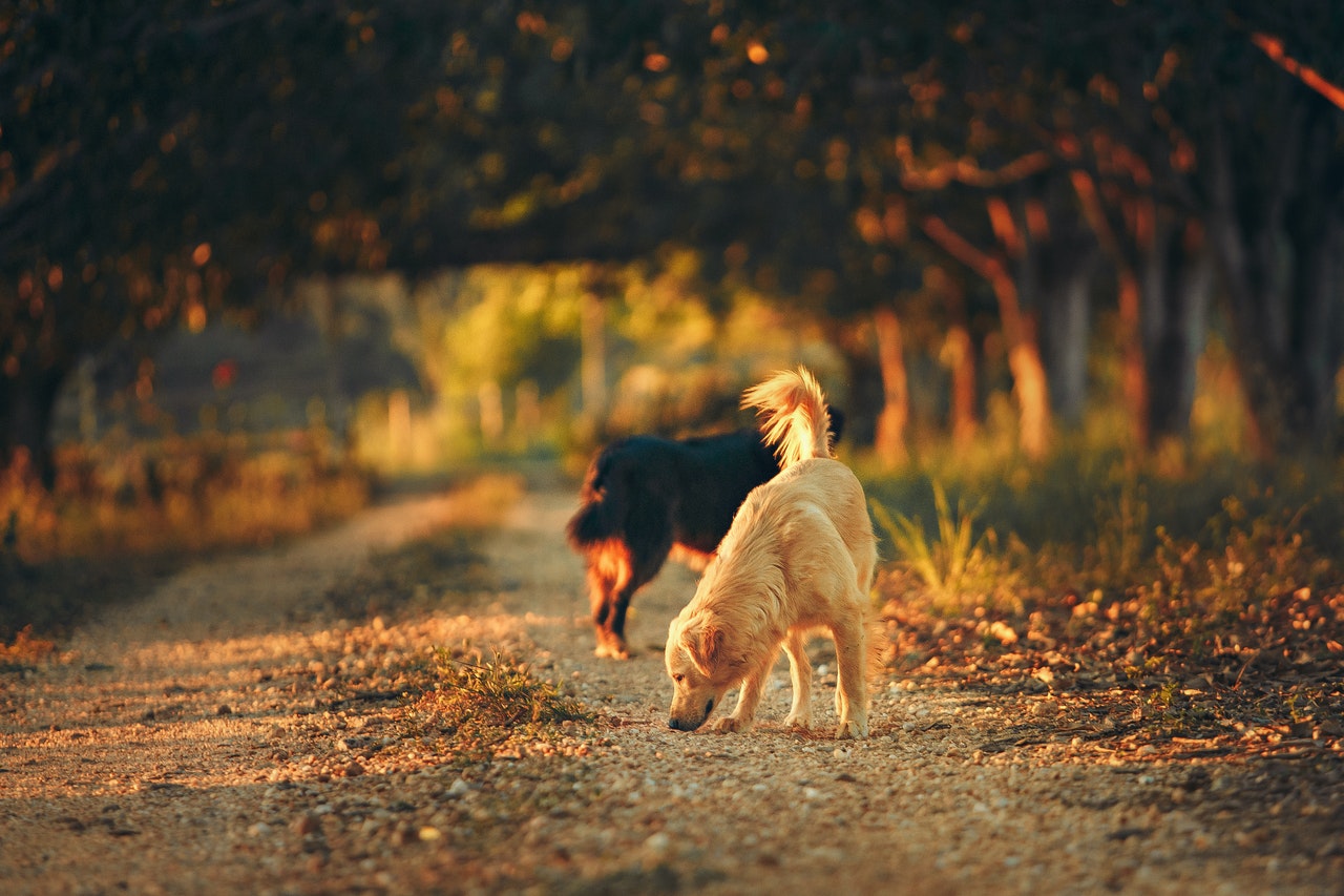 how-long-are-dogs-in-heat