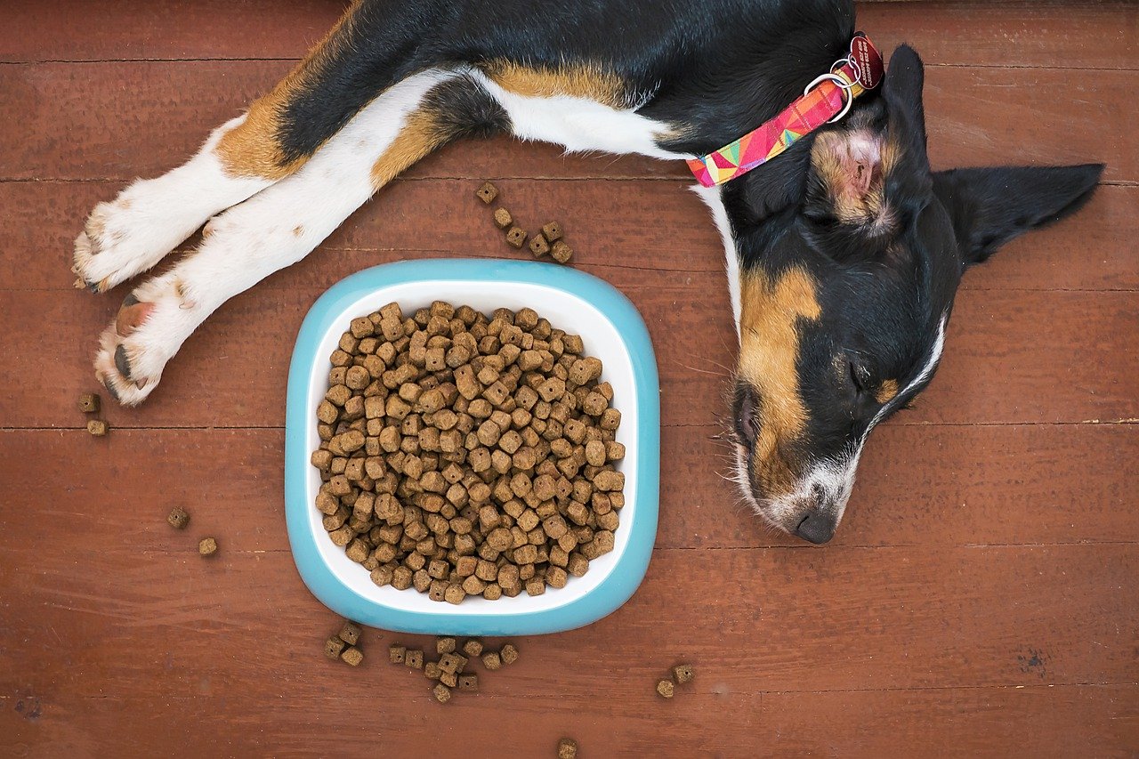 how-long-can-dogs-go-without-food