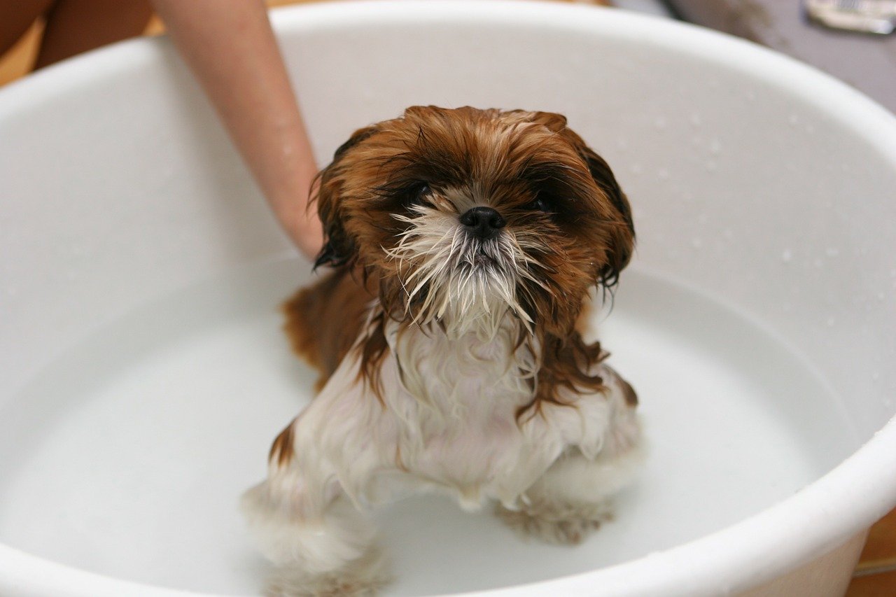 how-to-make-bath-time-easier-for-your-dog