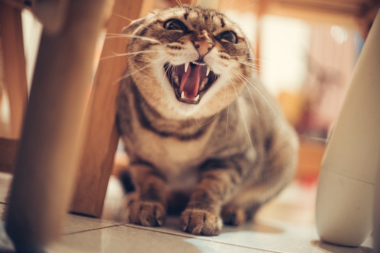 5 Reasons Why Cats Hiss & How To Stop The Behavior