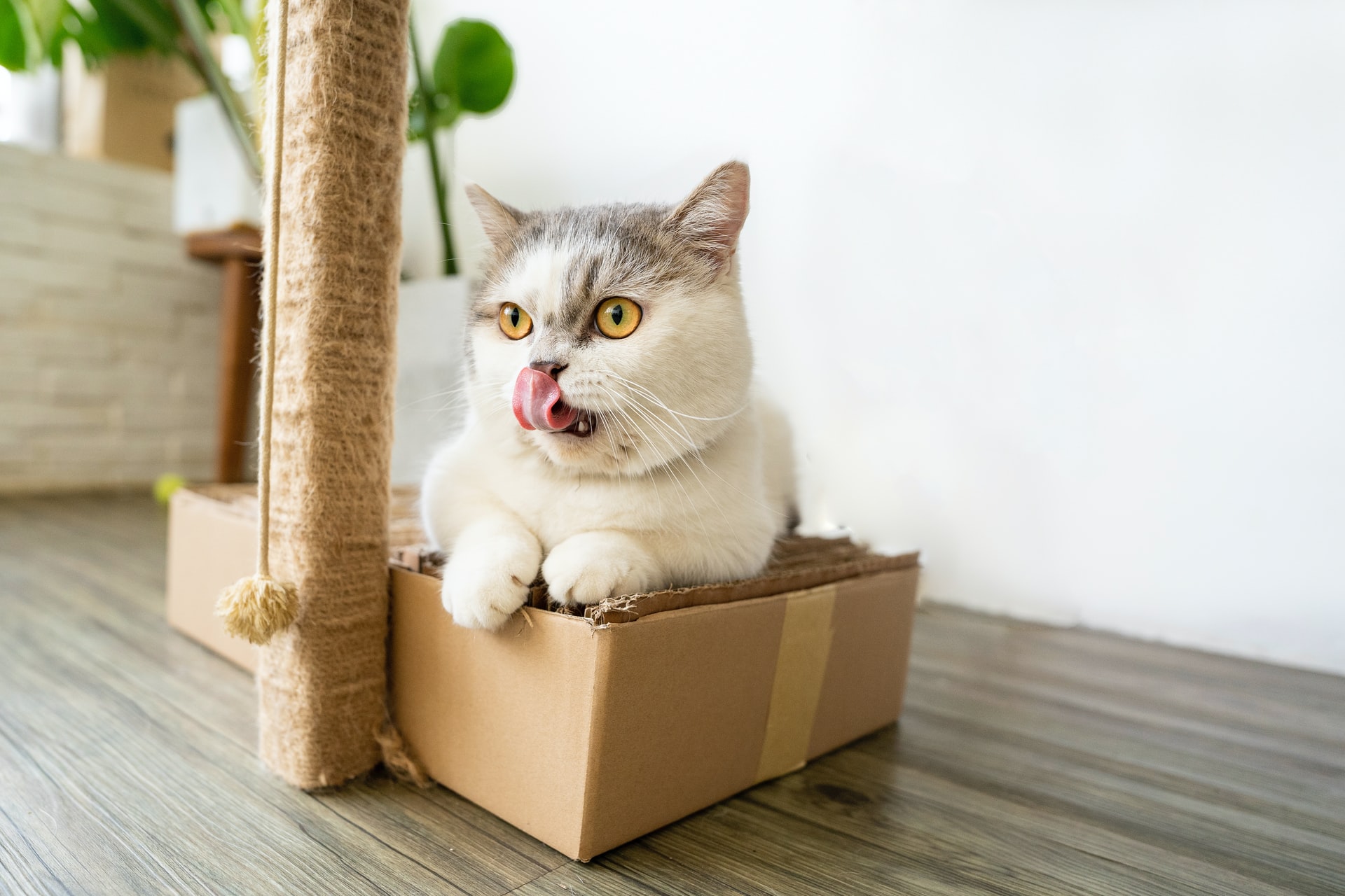 human-foods-that-are-toxic-for-cats