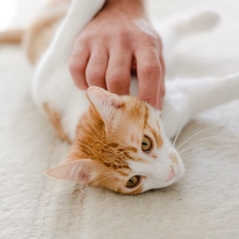 How To Get Rid Of Tapeworms