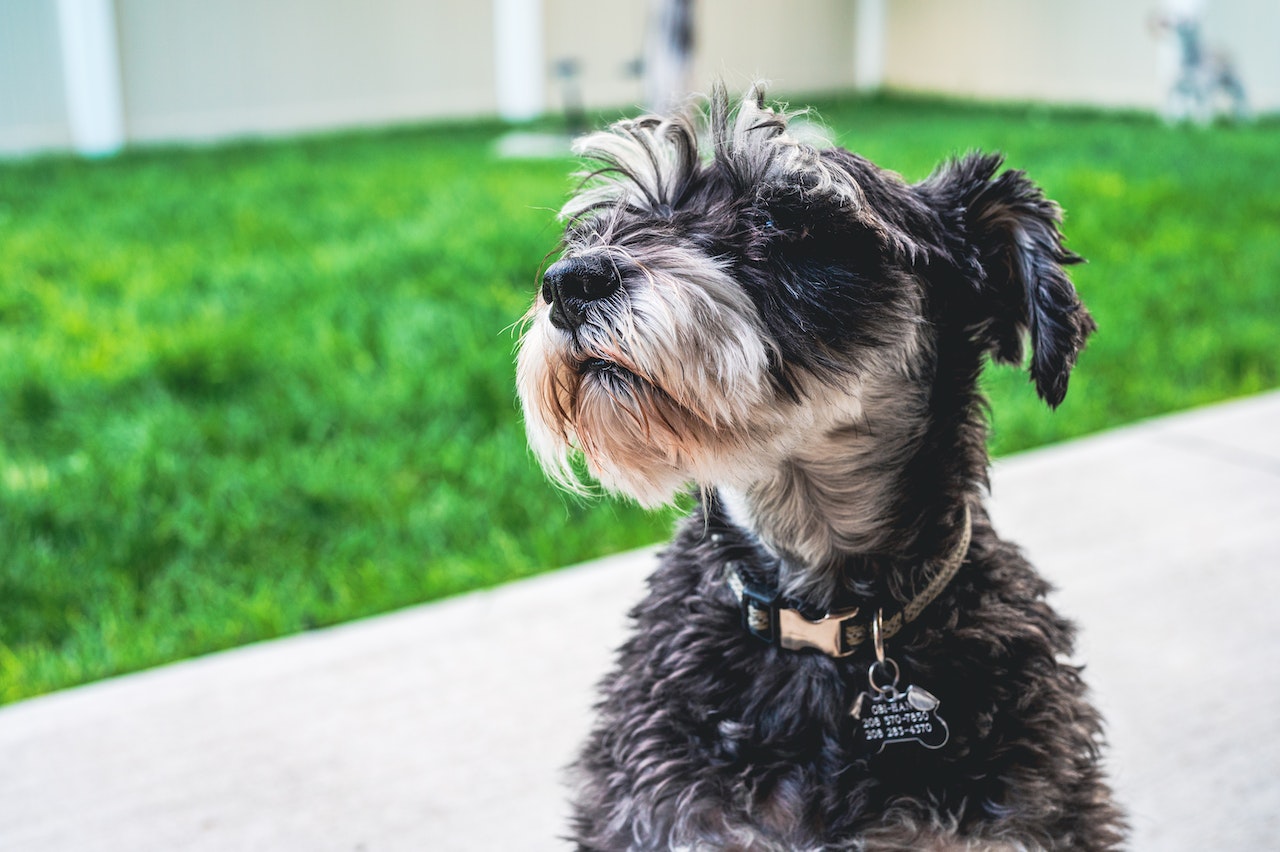 How To Potty Train A Puppy