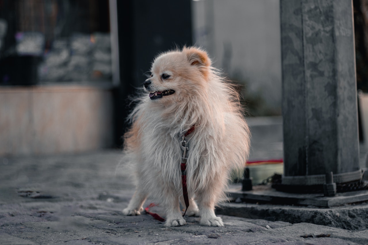 How To Stop Your Dog From Pulling On The Leash