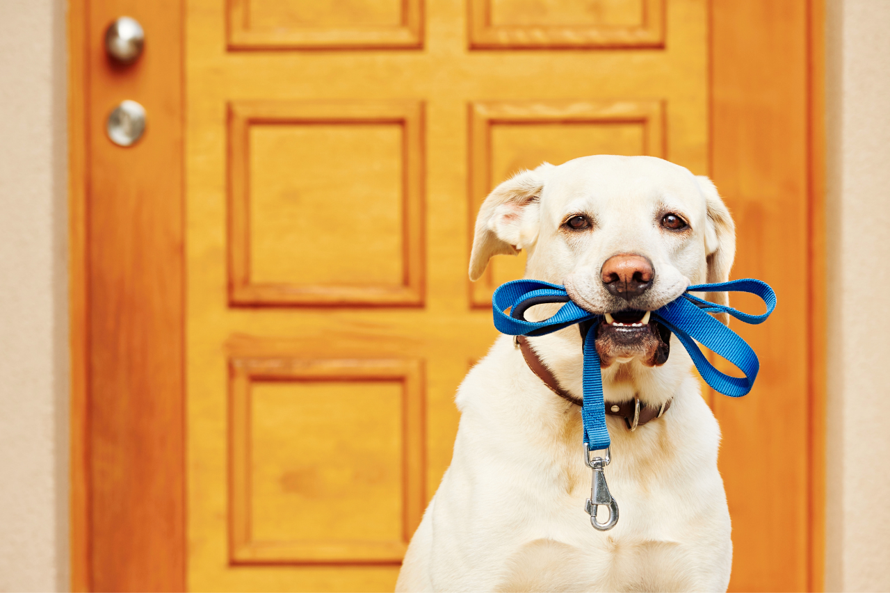 Choosing The Right Collar And Leash For Your Dog