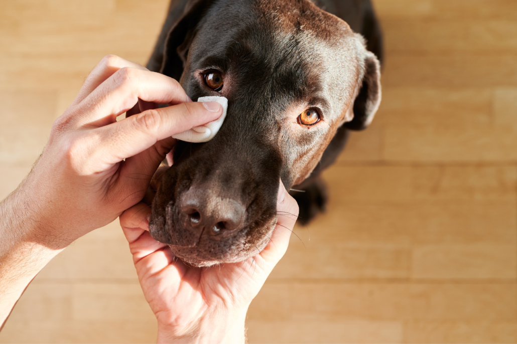  Why Do Dogs Get Eye Boogers Giggle Pets