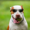 75 Best Male Dog Names