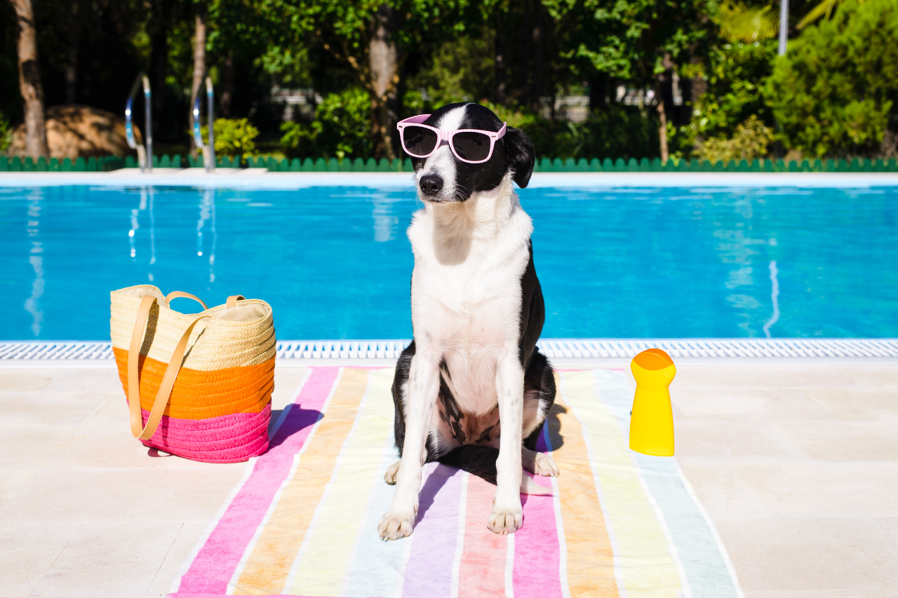 Top 10 Pet-Friendly Vacation Spots