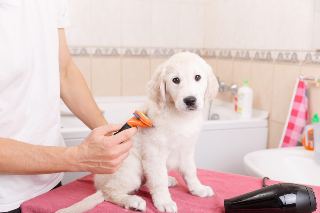 Master Dog Grooming at Home A Simple Guide Giggle Pets