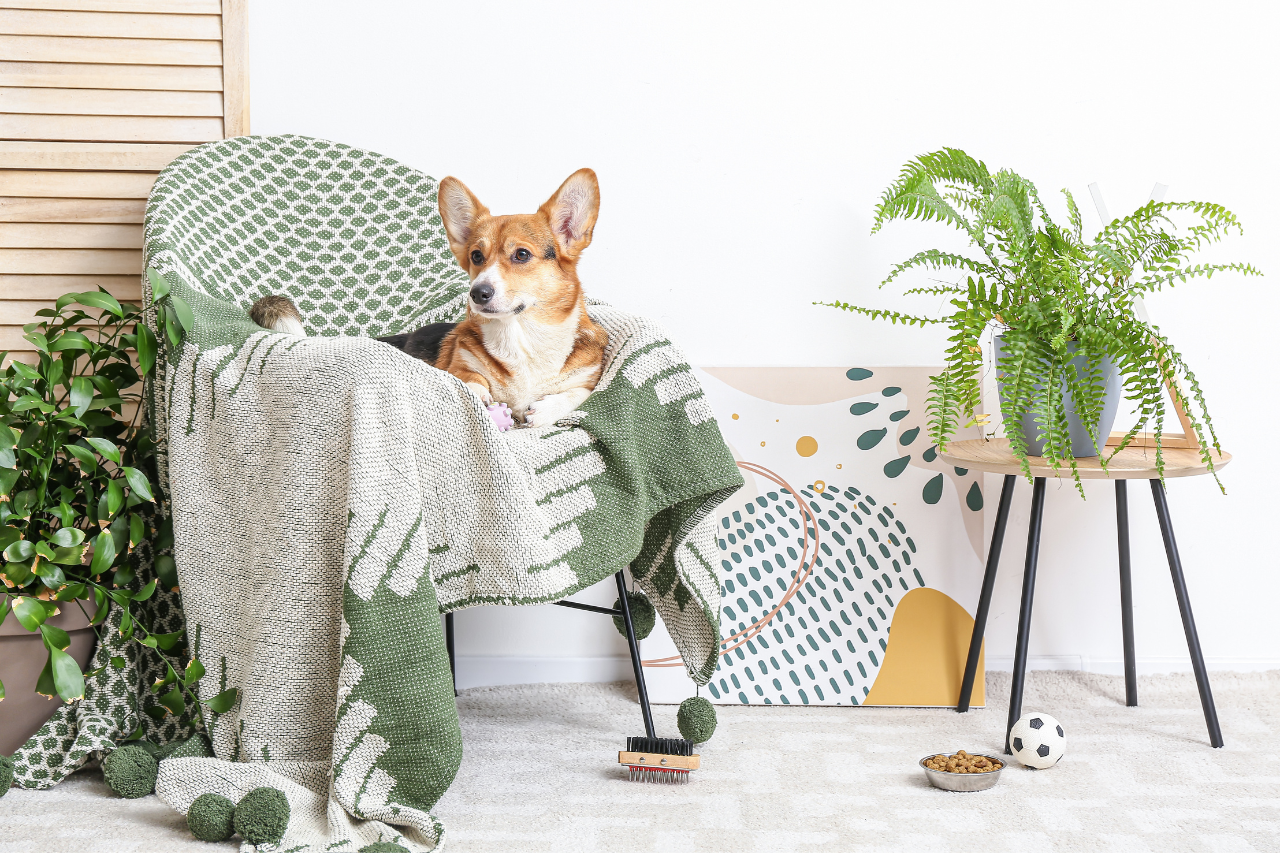 Bring The Outdoors In: A Guide To Pet-Safe Houseplants
