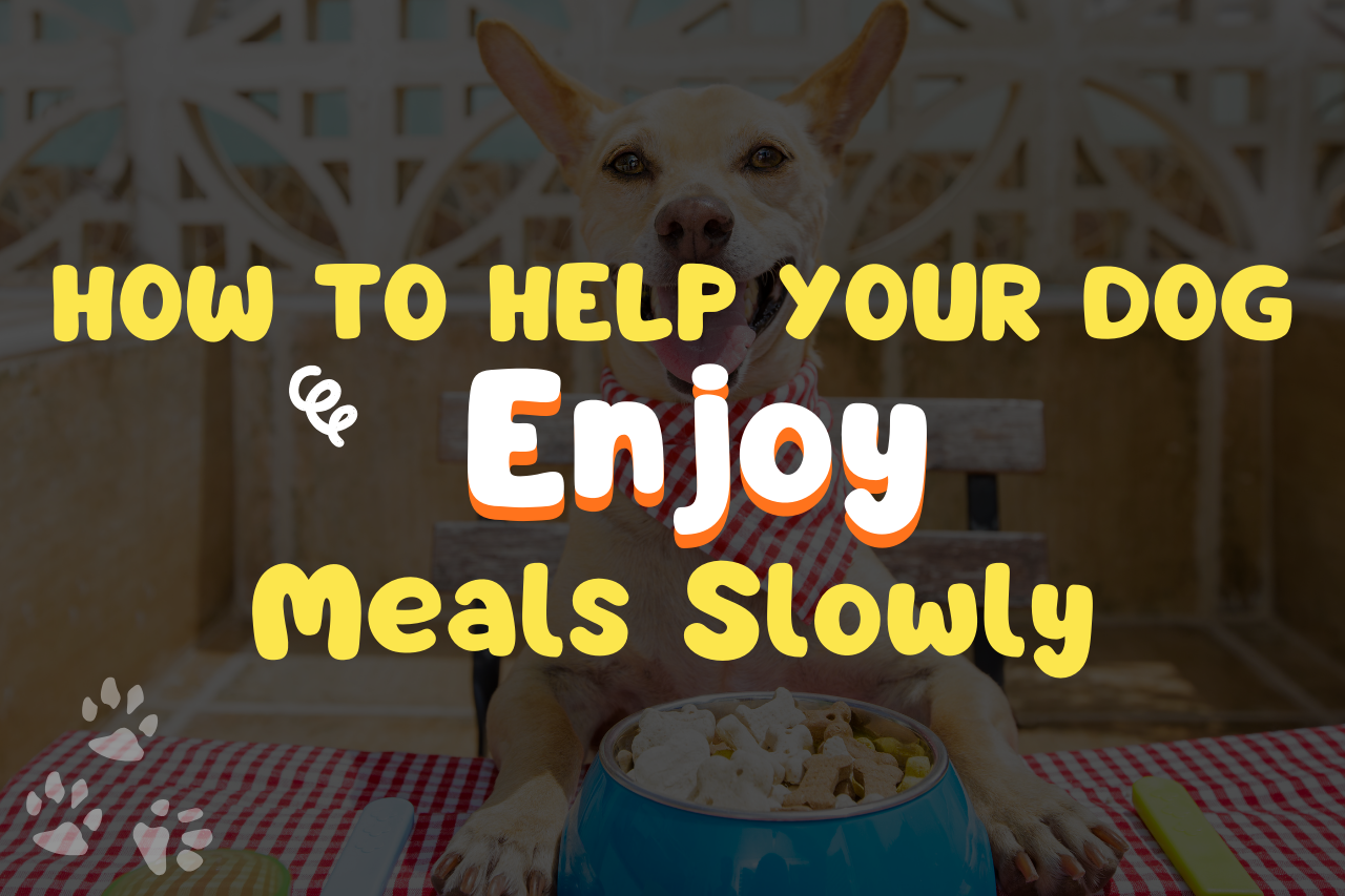 How To Help Your Dog Enjoy Meals Slowly