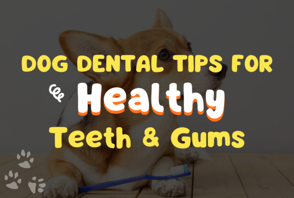 Dog Dental Tips for Healthy Teeth & Gums