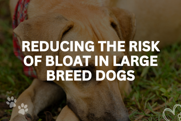 Reducing The Risk Of Bloat In Large Breed Dogs