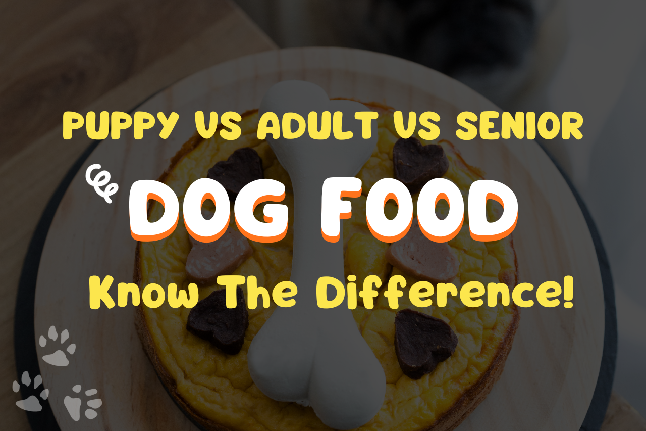 What Is The Difference Between Puppy, Adult, And Senior Dog Foods?