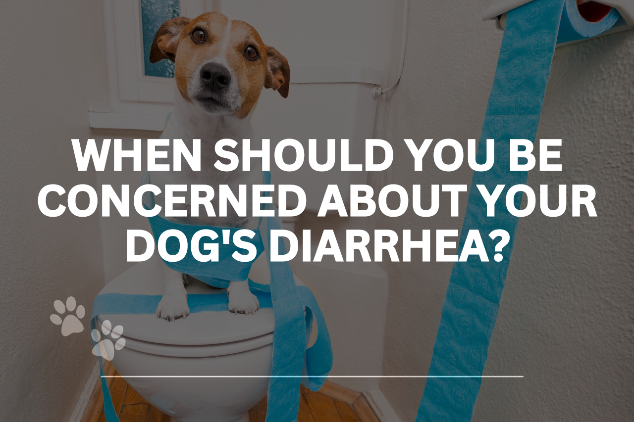 When Should You Be Concerned About Your Dog’s Diarrhea?