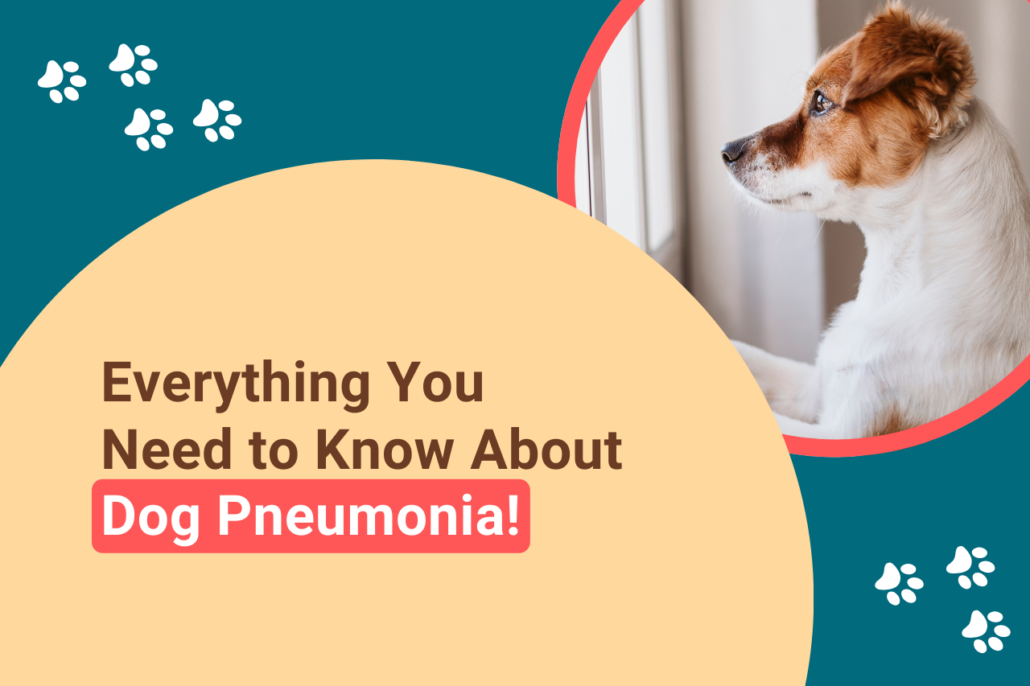 My Dog Has Pneumonia - What Should I Do? - Giggle Pets