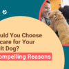 Should You Choose Daycare for Your Adult Dog? 5 Compelling Reasons