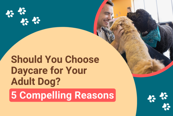 Should You Choose Daycare for Your Adult Dog? 5 Compelling Reasons